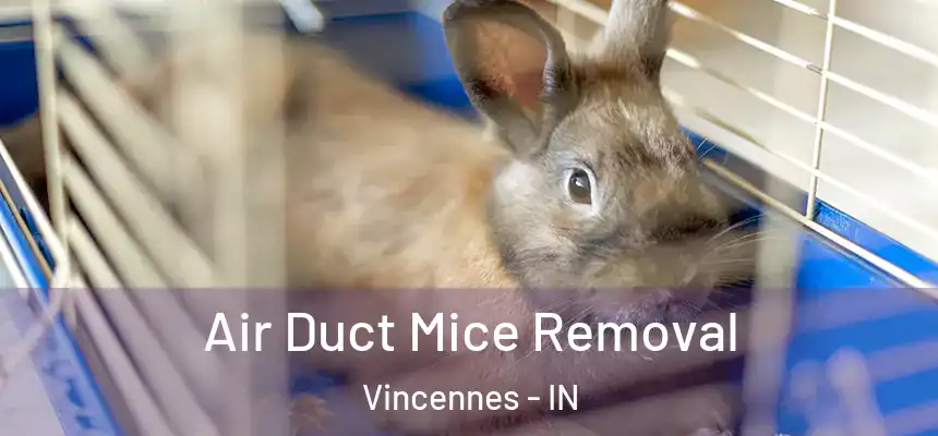  Air Duct Mice Removal Vincennes - IN